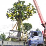 Dịch vụ cho thuê xe cẩu vận chuyển cây chuyên nghiệp, giá rẻ