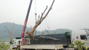 thue-xe-cau-van-chuyen-cay